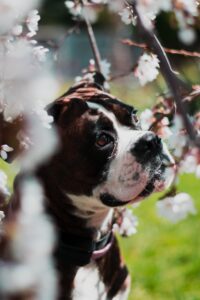 Photo of a medium-sized black and white dog outside, in the sun, looking contented beneath the branches of a cherry blossom tree.