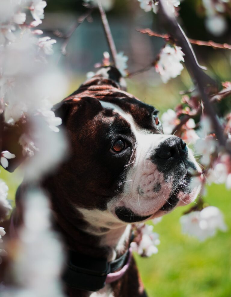Photo of a medium-sized black and white dog outside, in the sun, looking contented beneath the branches of a cherry blossom tree.